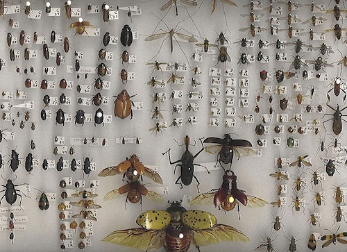 Insects galore...